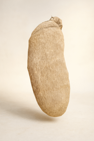 Yam Tuber (per tuber)